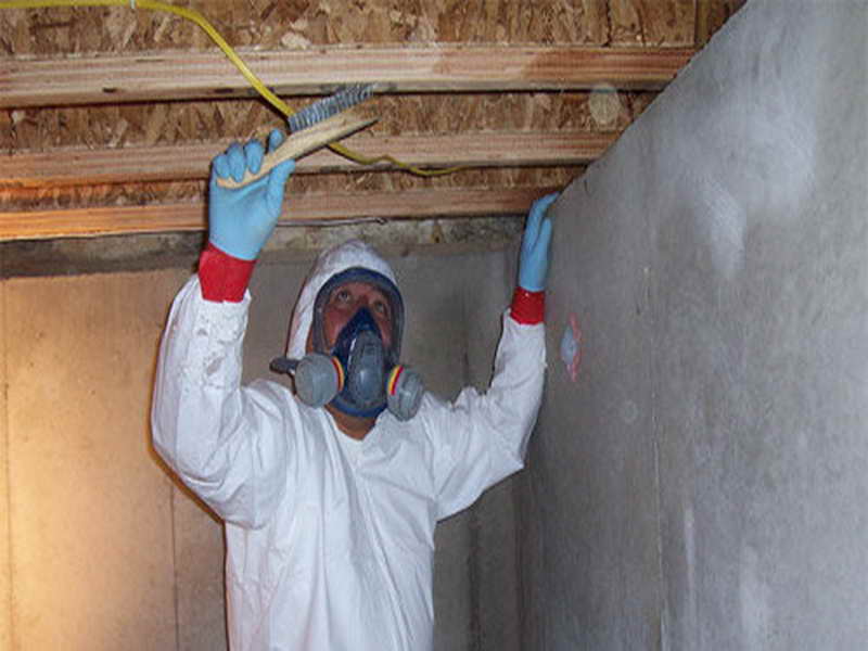 Professional Mold Remediation Services At Affordable Prices