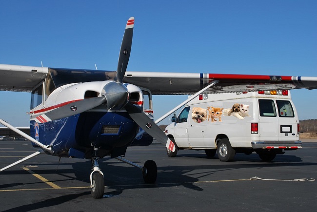 Be Familiar With Your Loved Animal’s Transportation Services