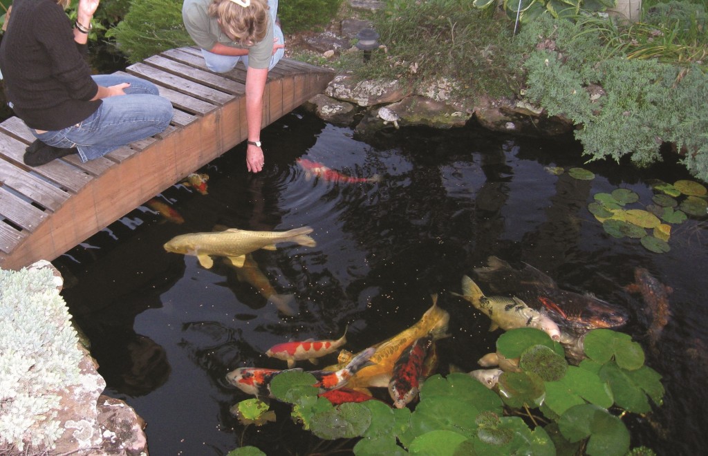 Garden Pond Provisions - Easy Instructions For Purchasing Garden Pond Provisions