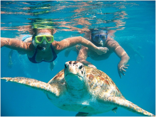 Swim With Sea Turtles On A Barbados Vacation