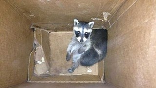 Raccoon-in-Box