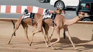 Wackiest Things You Can Do In Abu Dhabi