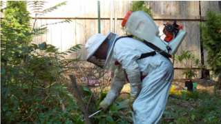 Get Rid Of Pest By Hiring Pest Controllers Watford Service