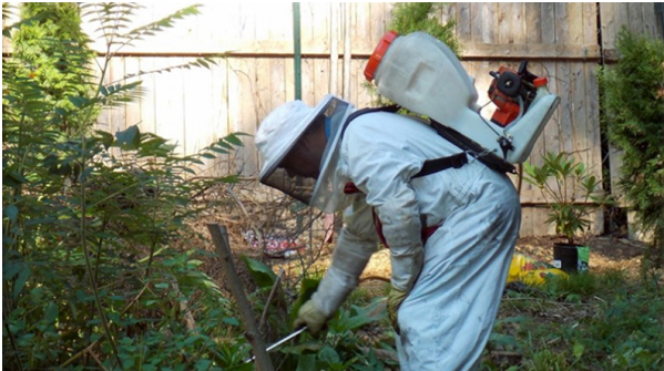 Get Rid Of Pest By Hiring Pest Controllers Watford Service