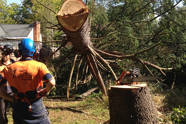 Why Have Your Tree Removal Carried Out By An Expert