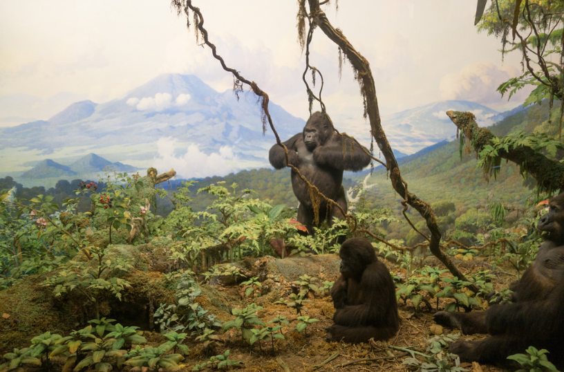 Extreme Conservation Measures Save Mountain Gorillas from Extinction
