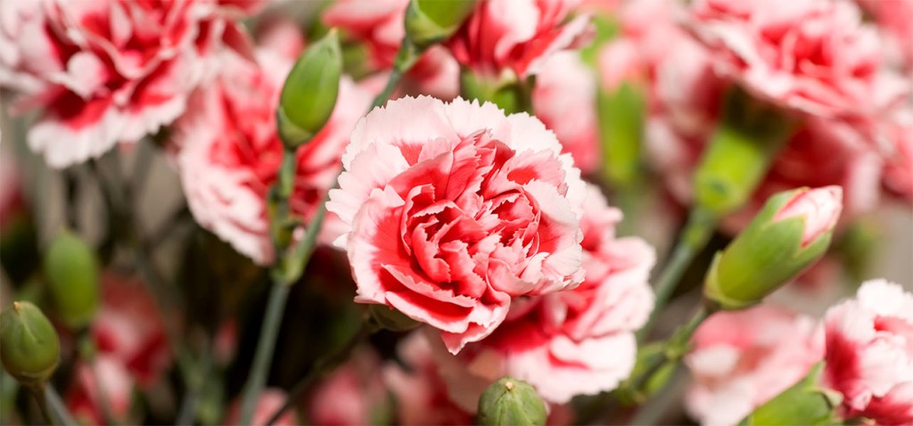 6916_7-Most-Beautiful-Carnation-Flowers