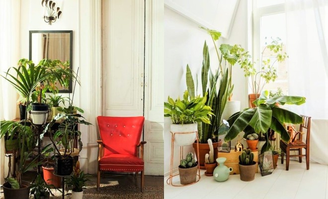 BEST PRACTICES FOR DECORATING INDOORS WITH PLANTS